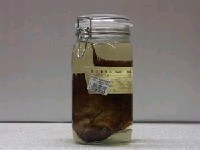 藏品(漣紋櫛齒刺尾鯛)的圖片
